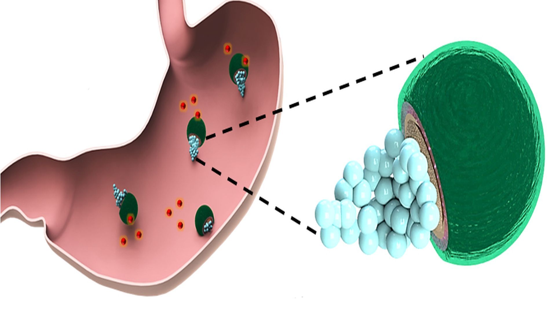 Drug-Delivering Micromotors Treat Their First Bacterial Infection in ...