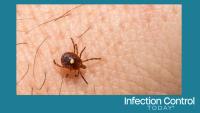 Lone Star Tick - Amblyomma americanum (Adobe Stock 501533937 by ondreicka) 