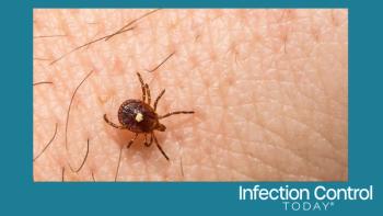 Lone Star Tick - Amblyomma americanum (Adobe Stock 501533937 by ondreicka)