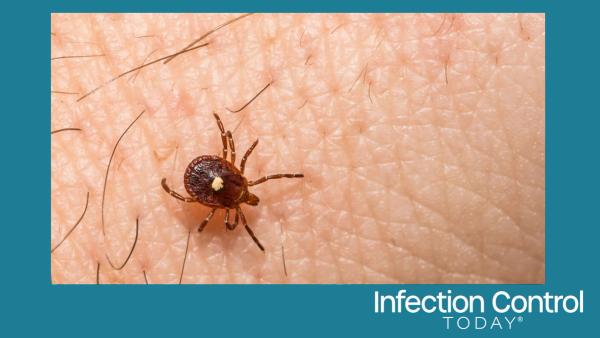 Lone Star Tick - Amblyomma americanum (Adobe Stock 501533937 by ondreicka) 