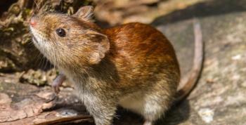 Does this rodent have Hantavirus? (Adobe Stock, 137367129, by Bernd Wolter