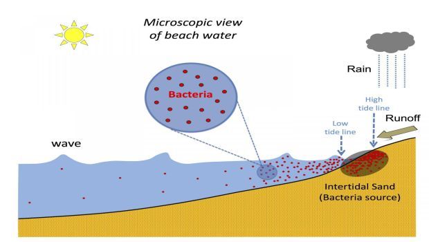 New Tool Better Protects Beachgoers From Harmful Bacteria Levels