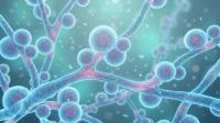 3D microscopic fungal cells and hyphae network, medical infection background (Adobe Stock 1839119128 by Philipp with AI)