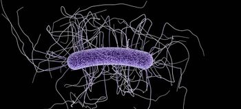 Clostridioides difficile under a microscope. 