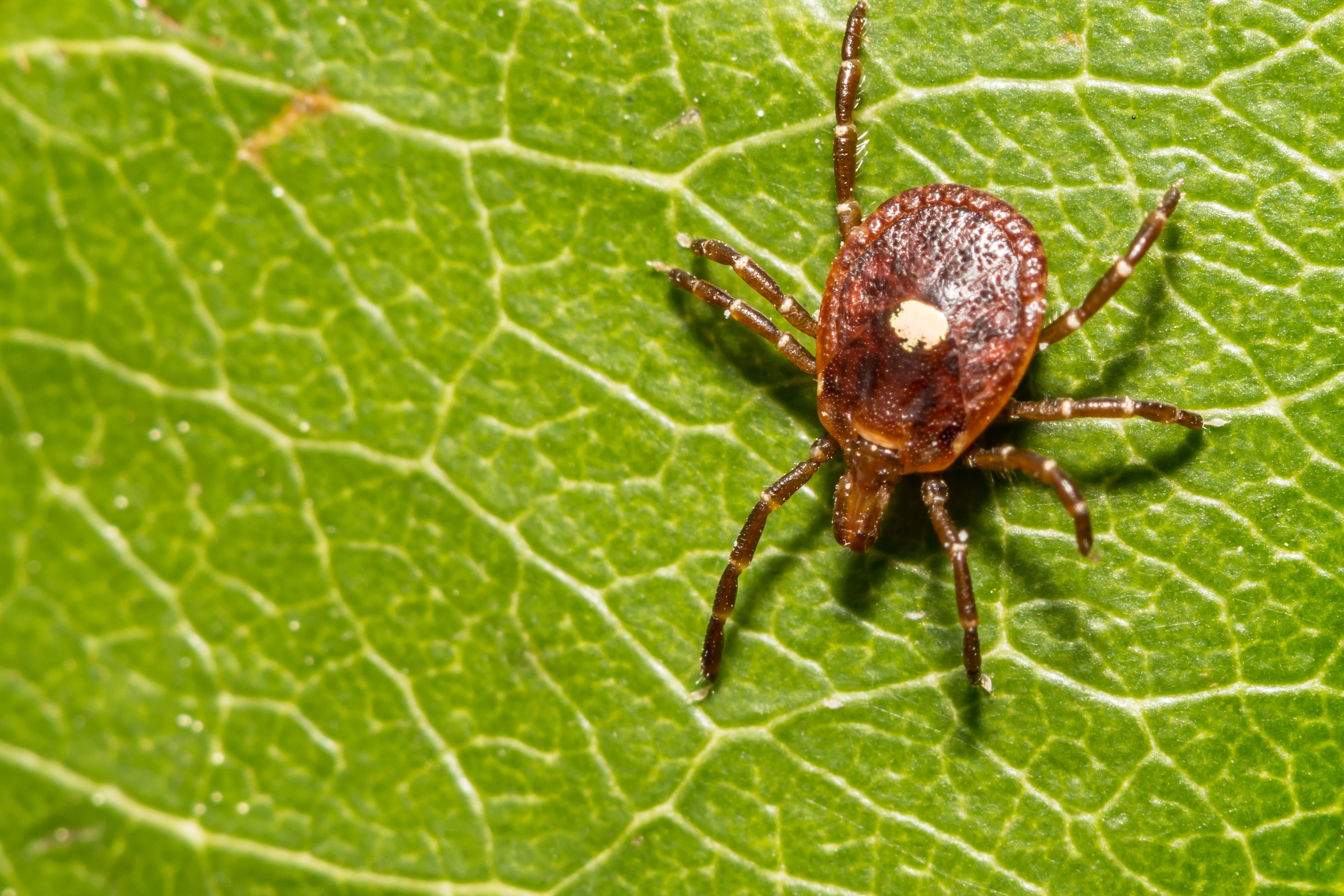 Lone Star Tick - Amblyomma americanum (Adobe Stock by ondreicka)