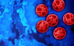 Cyclospora (Adobe Stock)