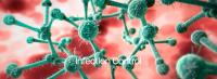 Candida auris, multiple drug-resistant fungus, 3D illustration (Adobe Stock 823501227 by peterschreiber.media)