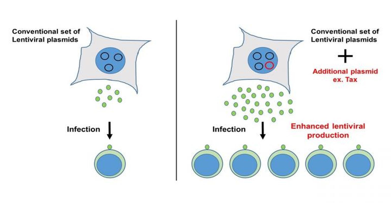 Virus Production Boosted in Cells to Generate More Vectors for Gene