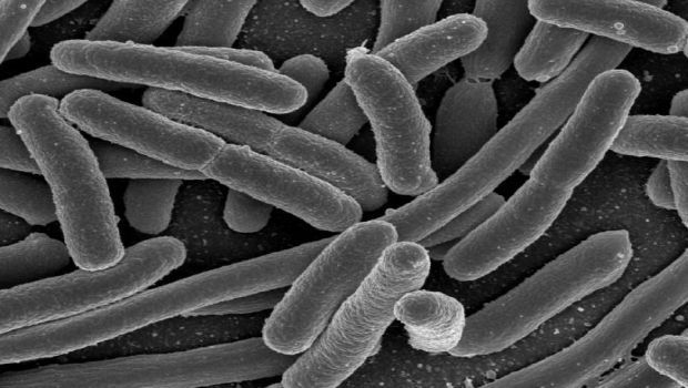 First Discovery in U.S. of Colistin Resistance in a Human E. coli Infection