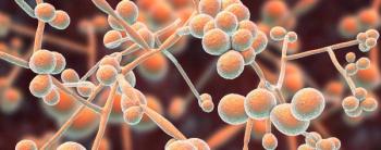 Candida auris under a microscope