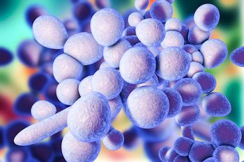 candida auris,idweek,idweek 2019,C auris