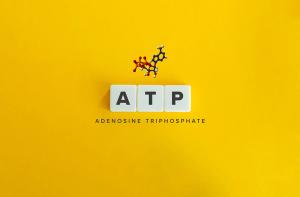 ATP (adenosine triphosphate) molecule  (Adobe Stock 555907042 by Photoopus)