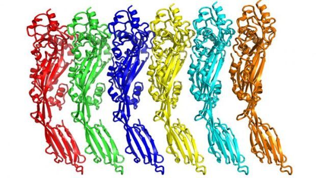 Scientists Create Detailed Image of Deadly Bacterial Toxin for the ...