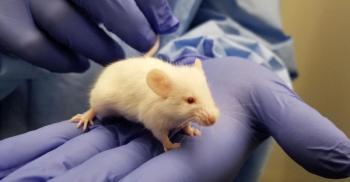 A tiny mouse can cause significant issues. 