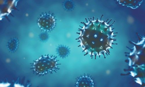 December 2019 Bug of the Month