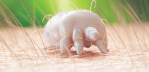 Bug of the Month   (Adobe Stock 222976820, anon)