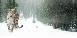 Animal Kingdom: COVID-19 Has So Many Hosts to Choose From