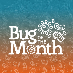 Bug of the Month: The Quiet Guest in the Dust