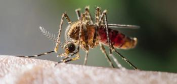 Mosquito drinks blood from human. Will the human contract malaria? (Adobe Stock 80696320 by PeterO)