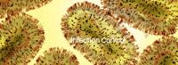 Mpox virus closeup (Adobe Stock 506741558 by dottedyeti)
