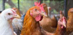 Bird Flu Warning: Its Spreading, Mutating, and Infecting Mammals
