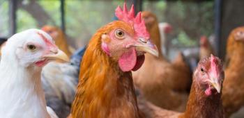 Avian flu has caused the culling of over 60 million birds.