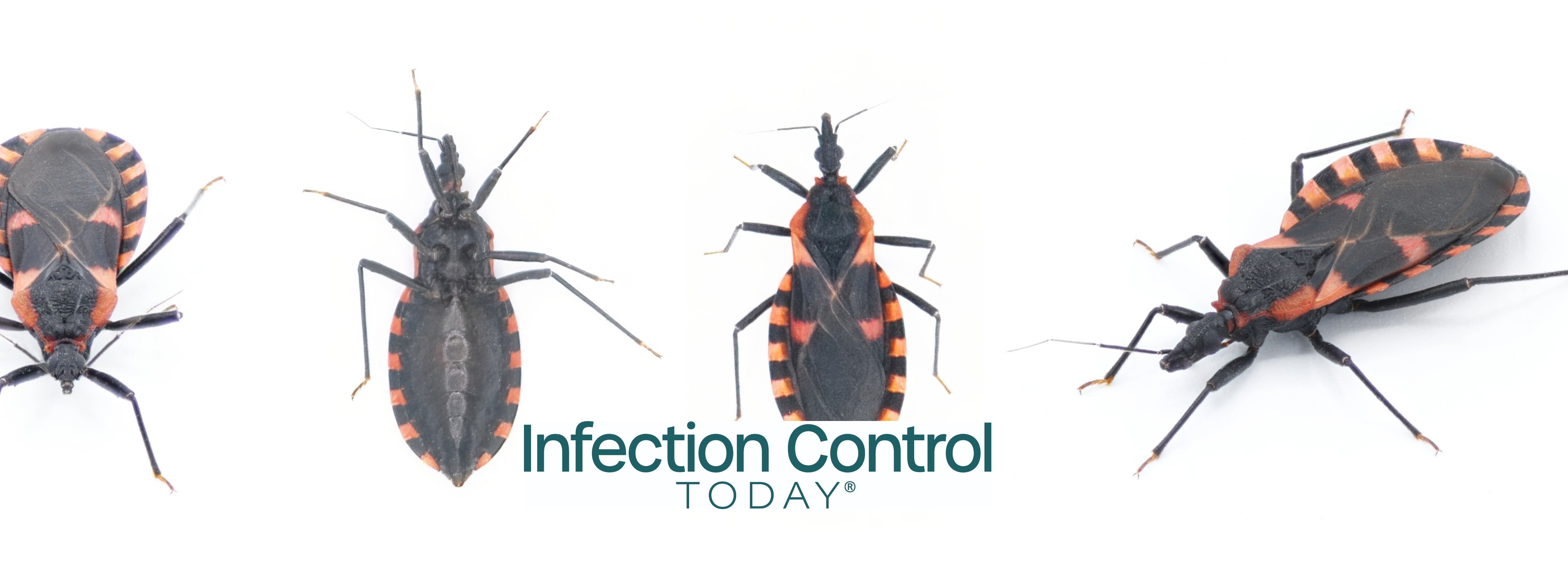 Eastern Bloodsucking Conenose Kissing Bug, Triatoma sanguisuga, an insect transmits Chagas disease, Trypanosoma cruzi, which bite humans in the face, around the mouth or eyes, 4 views  (Adobe Stock 818249386 by Chase D’Animulls)