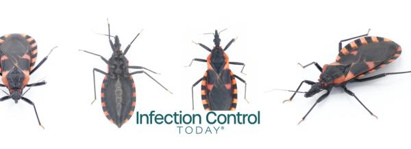 Eastern Bloodsucking Conenose Kissing Bug, Triatoma sanguisuga, an insect transmits Chagas disease, Trypanosoma cruzi, which bite humans in the face, around the mouth or eyes, 4 views (Adobe Stock 818249386 by Chase D’Animulls)