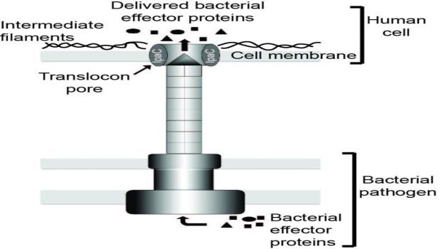 Researchers Identify Key Step In Process Of Shigella Infection