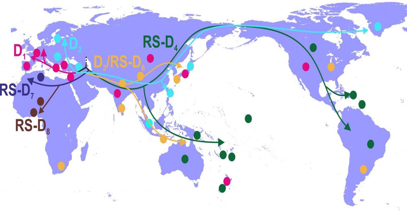 Scientists Shed New Light On Hepatitis B Virus Origins Scientists Shed New Light On Hepatitis B Virus Origins