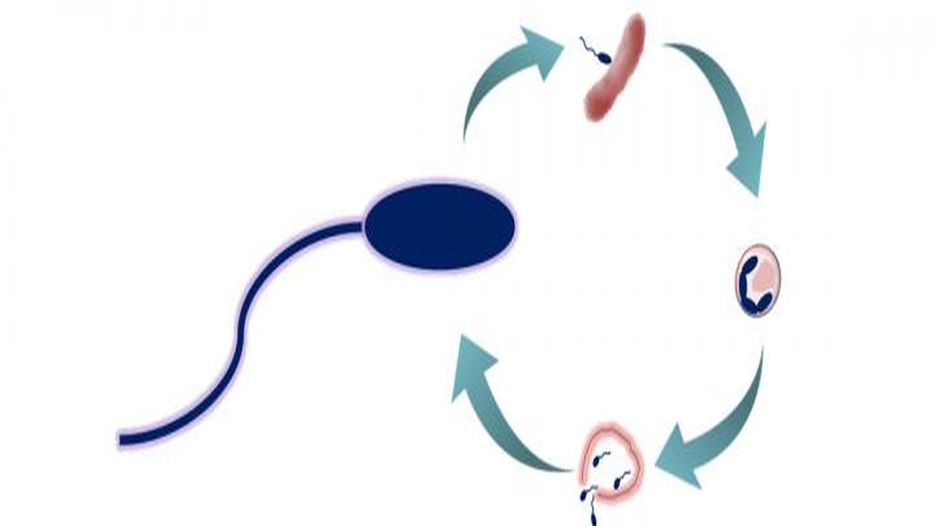 Predation Microbe Predatory Bacteria: The Quest for a New Class of Antibiotics ...