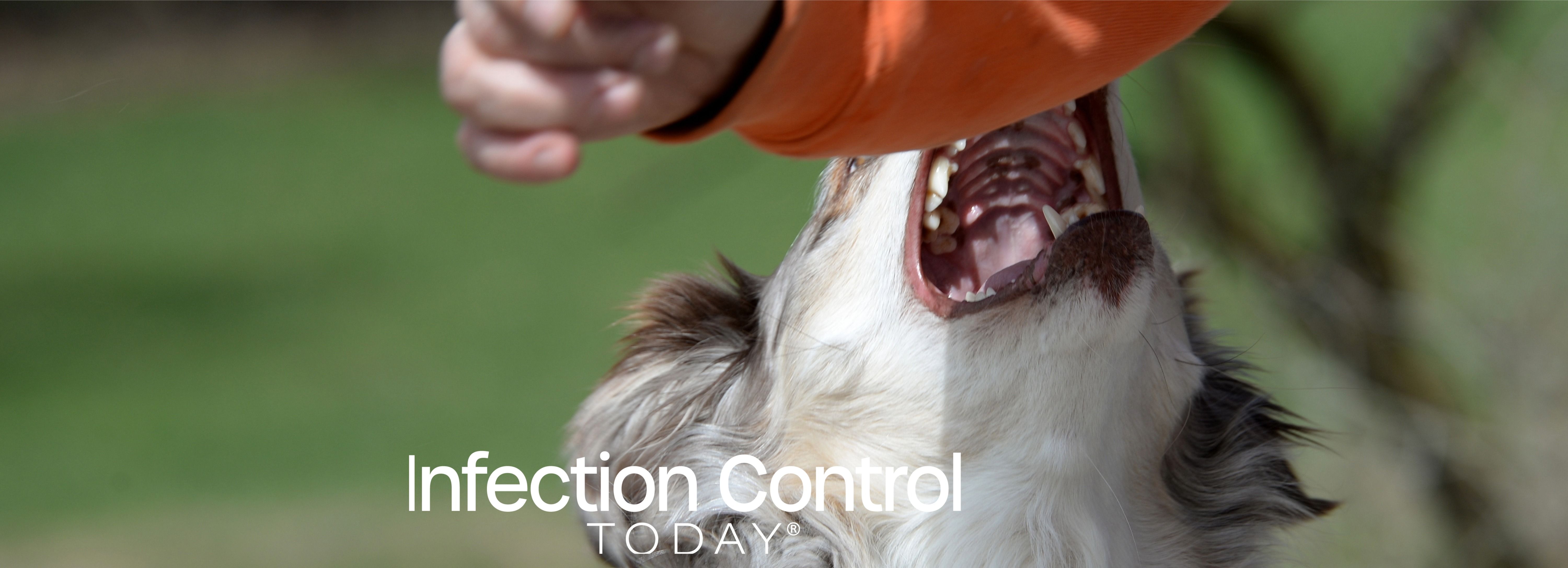 An aggressive dog is trying to bite.   (Adobe Stock 106992073 by Grubärin)