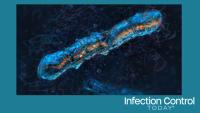 Clostridioides difficile (Adobe Stock by Corona Borealis)