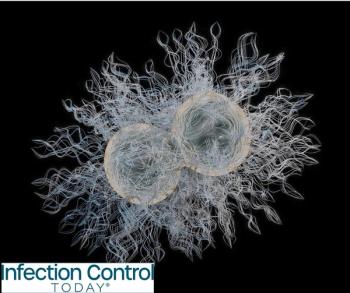 Neisseria gonorrhoeae diplococci bacteria responsible for the sexually transmitted infection gonorrhea.  (Adobe Stock 139761858 by fotovapl)