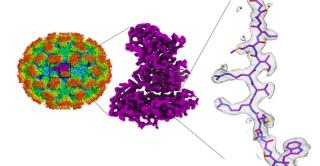 norovirus