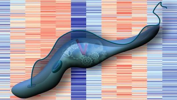 Scientists Use Parasite's Internal Clock to Attack Sleeping Sickness ...