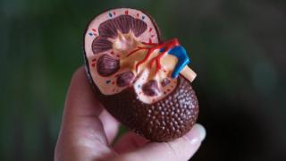 Studying COVID-19’s Effect on Children’s Kidneys