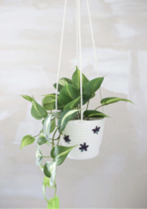 Plants for Pet Parents 