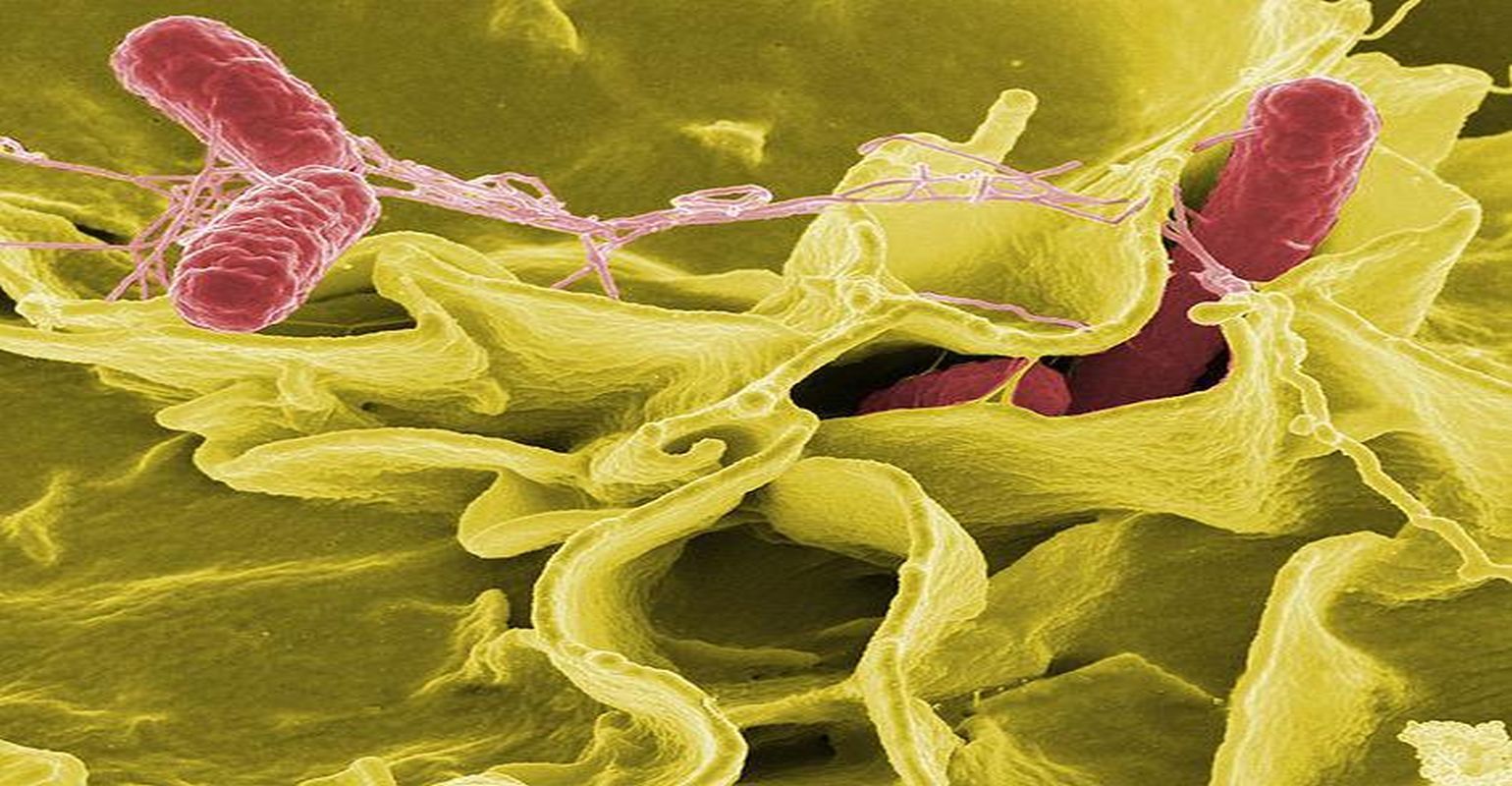 Breakthrough in Designing a Better Salmonella Vaccine Infection