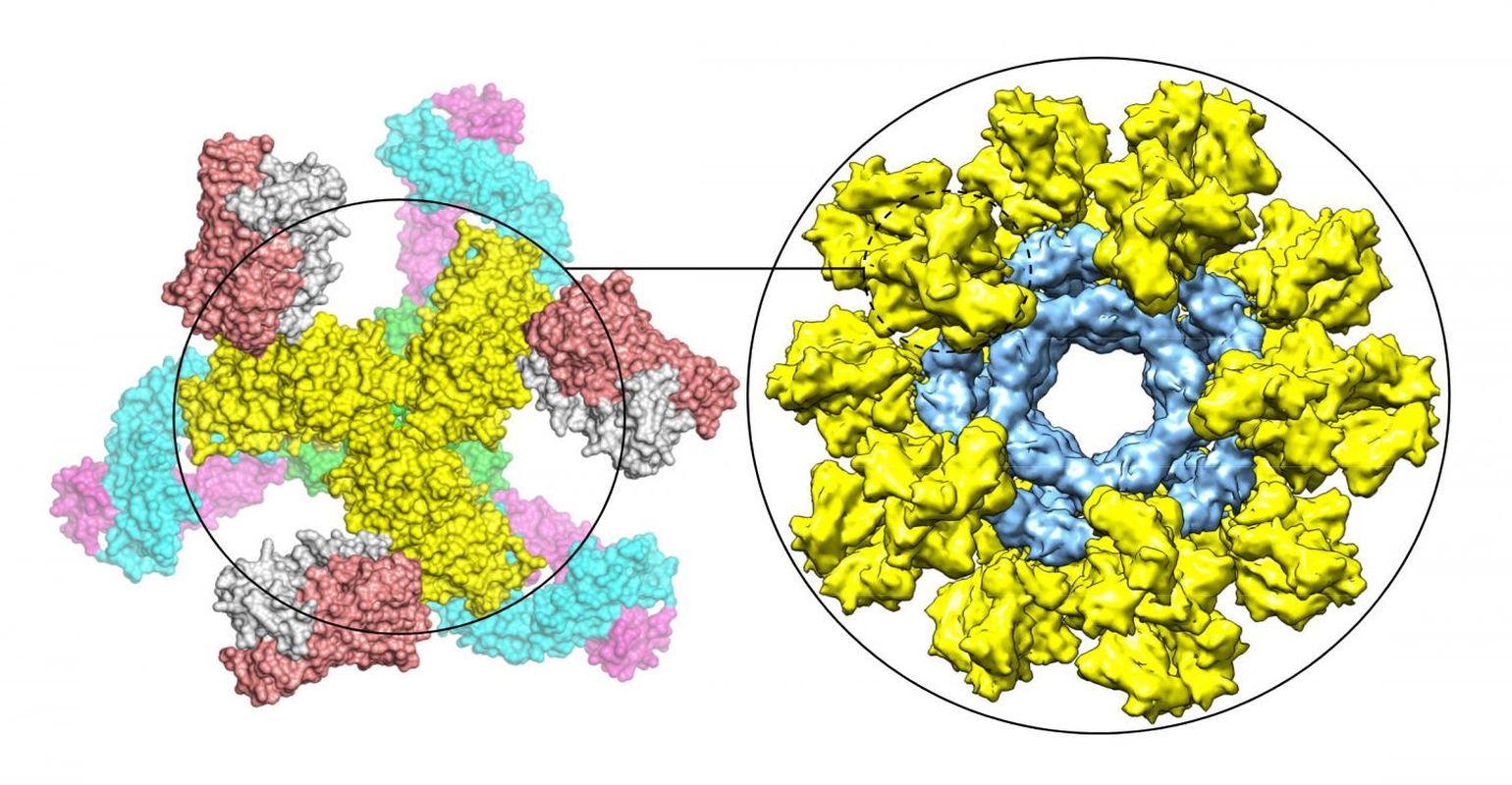 Scripps Research Scientists Unveil Promising New HIV Vaccine Strategy