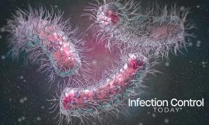 Enterobacterales bacterium  (Adobe Stock 537771471 by sokolova_sv)