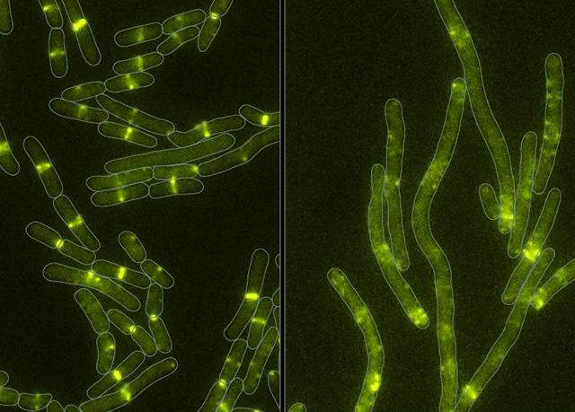 With A Microbe-Produced Toxin, Bacteria Can Learn New Tricks