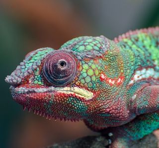 Q&A: Dealing with COVID the Chameleon
