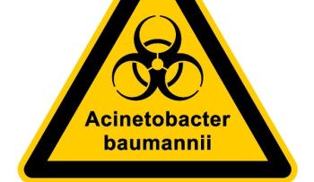 Acinetobacter baumannii  (Adobe Stock, unknown)