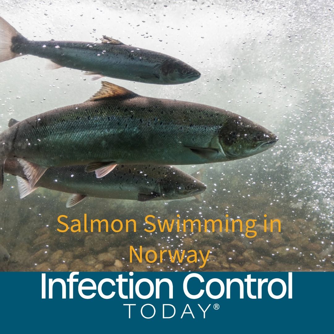 Salmon swimming against river current. Norw  (Adobe Stock 224942592 by Jakub Rutkiewicz)