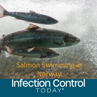 Salmon swimming against river current. Norw  (Adobe Stock 224942592 by Jakub Rutkiewicz)