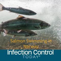 Salmon swimming against river current. Norw (Adobe Stock 224942592 by Jakub Rutkiewicz)