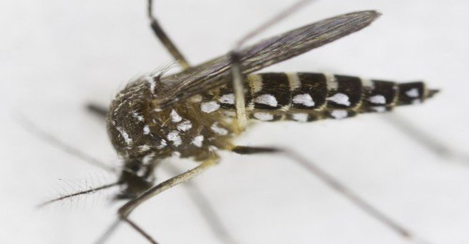 Yellow Fever Asian Tiger Mosquitoes Both Adept At Transmitting Zika