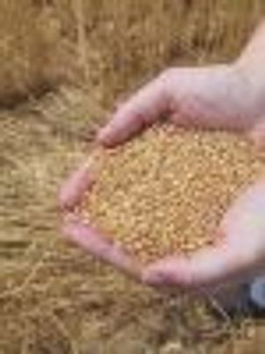 Commodities:  No Panacea for a Bad Stock Market