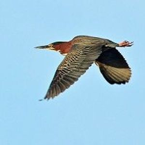 From Patients to Patience: A Retired MD's Birdwatching Passion